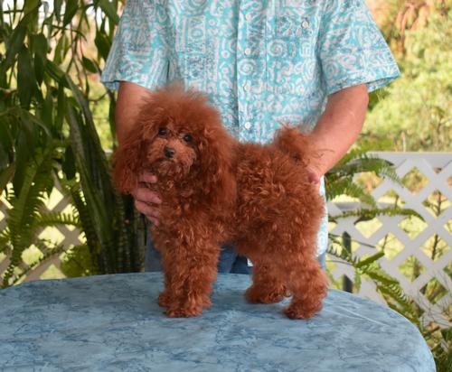 Tiniest Pea in a Pod